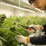 Realistic image showing defoliate during flowering in progress, with a grower trimming leaves to improve light and airflow for better bud growth.