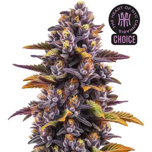 Forbidden Fruit cannabis plant with vibrant purple buds and orange pistils surrounded by lush foliage.