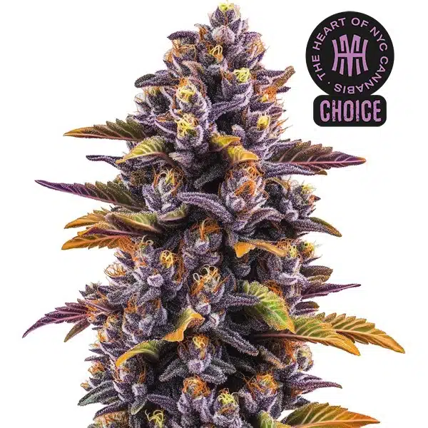 Forbidden Fruit cannabis plant with vibrant purple buds and orange pistils surrounded by lush foliage.