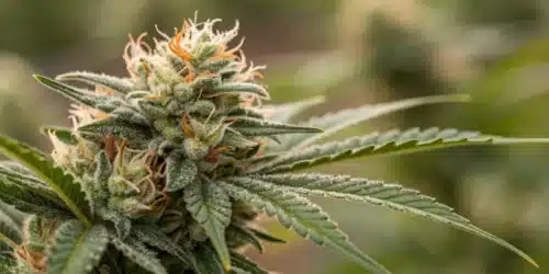 How to Grow Gelonade Weed Strain