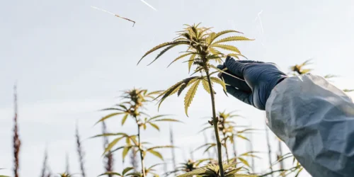 How to Protect your Outdoor Grow from Bugs