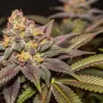 Comprehensive grow info for Gorilla Glue x Gelato, outlining outdoor cultivation tips, nutrient schedules, and optimal growth stages.