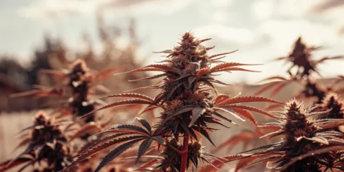 When to Harvest Outdoor Cannabis: Simple Steps for Maximum Yield