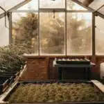 Hyper-realistic greenhouse interior with rows of cannabis plants, fans, and outdoor view.