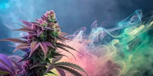 How to Grow Grizzly Purple Kush Strain