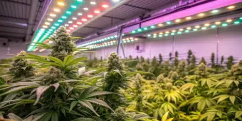 How to Grow Hindu Kush Weed Strain