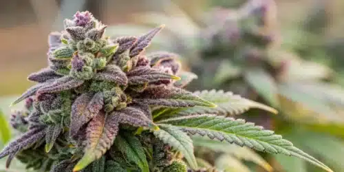 How to Grow Humboldt Weed Strain