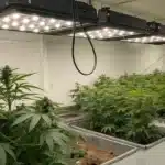 Realistic view of a modern cannabis hydroponic set up in an indoor grow room with LED lighting, nutrient tanks, and healthy cannabis plants.
