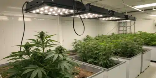 Cannabis Hydroponic Set Up: Step-by-Step Guide
