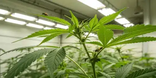 Insects on Weed Plants: Identification, Impact, and Control