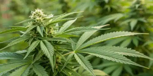 When to Remove Fan Leaves During Flowering: Best Practices