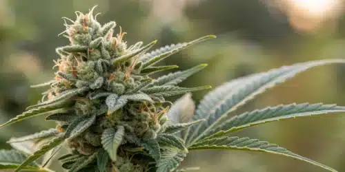How to Grow Legend OG Weed Strain
