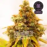 Lemon Tree x Zkittlez strain with frosty citrus-colored buds and vibrant orange hairs.