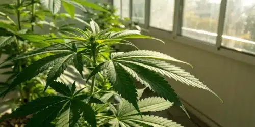 How Long Can a Weed Plant Live? Lifespan Insights