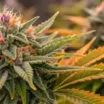 Close-up of Mazar x Blueberry Strain flower showing frosty trichomes, orange pistils, and subtle purple tips in outdoor setting.