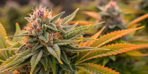 How to Grow Mazar x Blueberry Strain
