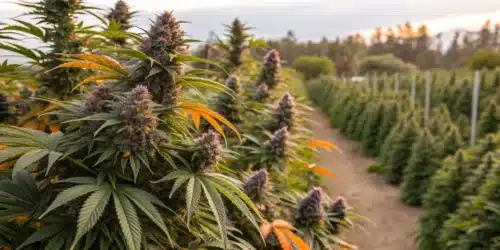 Is Medical Marijuana Stronger than Recreational? and Protecting Plants