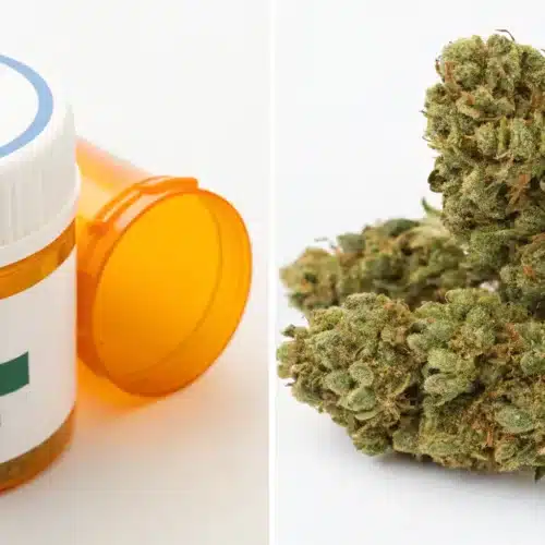 What Is the Difference Between Medical and Recreational Weed?