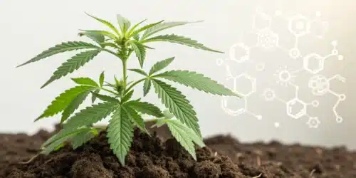 Best Microbes for Cannabis