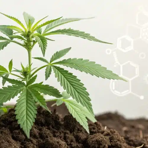 Best Microbes for Cannabis