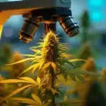 Microscopic Monitoring for Phytosanitation in Cannabis Cultivation.