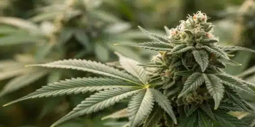 White Mildew on Buds: Identification and Solutions