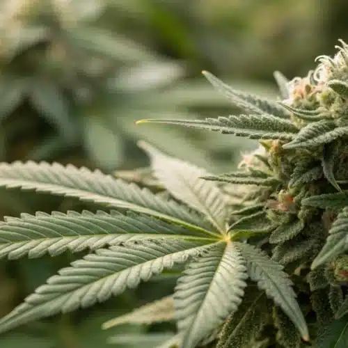 White Mildew on Buds: Identification and Solutions