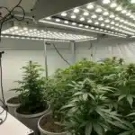 Indoor grow setup with LED panels above healthy Moby Dick Auto Strain plants in large pots inside a reflective grow tent
