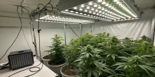 How to Grow Moby Dick Auto Strain