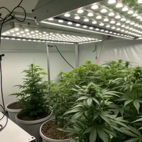 How to Grow Moby Dick Auto Strain