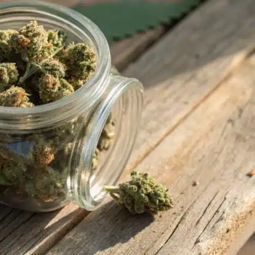 Moldy Weed in Jar: Detection, Risks & Prevention