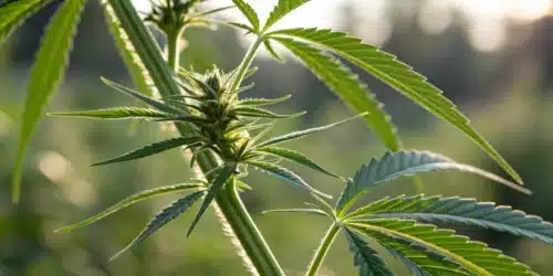 Nodes and Internodes of Plants: A Detailed Overview
