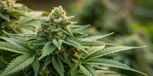 How to Grow Northern Lights V x Amnesia Haze