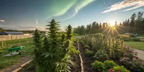 How to Grow Northern Lights x Big Buds Autoflower