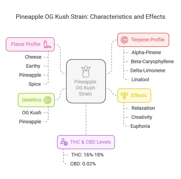 Infographic showing Pineapple OG Kush Strain description with flavor, effects, genetics, terpenes, and THC/CBD levels.