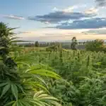 do weed plants grow back every year in a lush outdoor garden