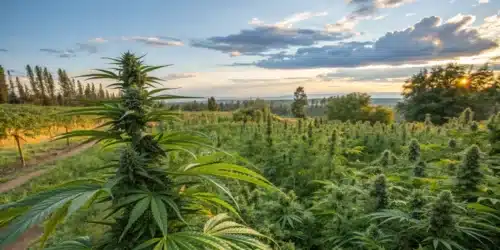 Do Weed Plants Grow Back Every Year? Annual or Perennial?