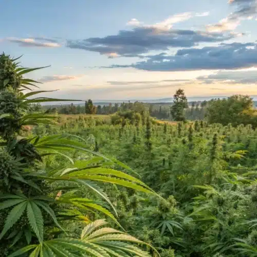 Do Weed Plants Grow Back Every Year? Annual or Perennial?