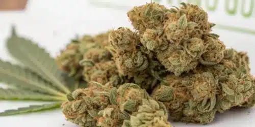 How to Grow Powerplant FV Strain
