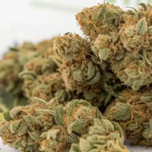How to Grow Powerplant FV Strain