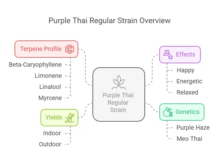 Infographic showing Purple Thai Regular Strain grow info, with terpene profile, effects, genetics, and yield data