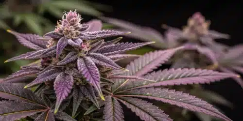 How to Grow Purple Thai Regular Strain