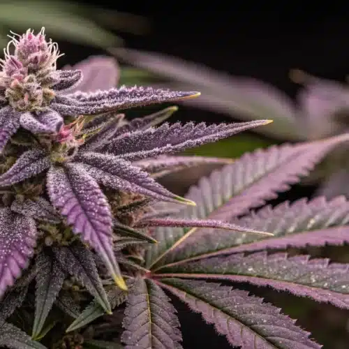 How to Grow Purple Thai Regular Strain