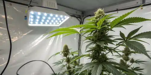 How to Grow Red Skunk Kush Weed Strain