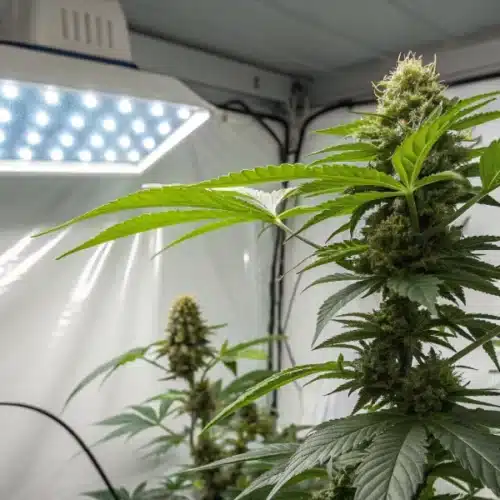How to Grow Red Skunk Kush Weed Strain