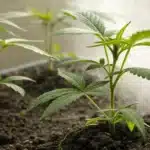 Realistic photo of young cannabis plants receiving rooting powder for a boost in early root growth.