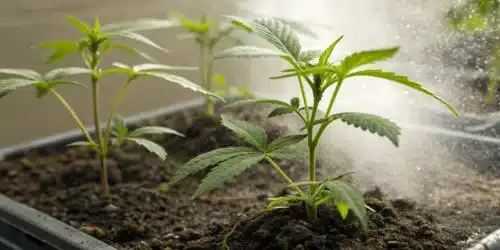 Ging Young Cannabis Plants Rooting Powder for a Boost