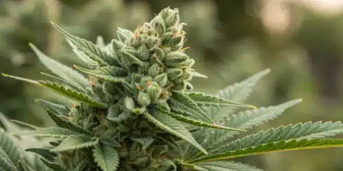 How to Grow Skunk 1 Auto
