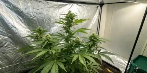 How to Grow Skunk x Rosetta Stone FV