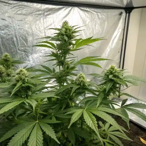 How to Grow Skunk x Rosetta Stone FV